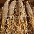 Herbal Medicine Ginseng Red Panax Ginseng Extract